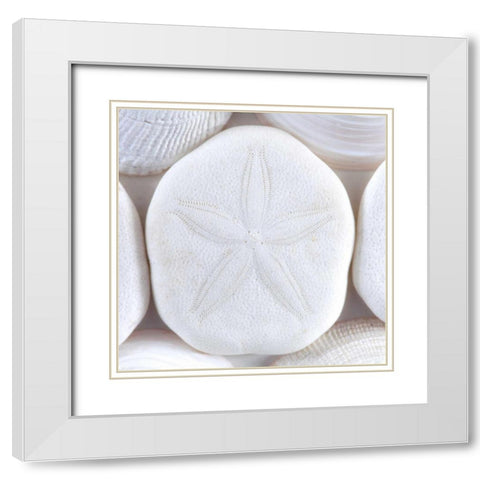 Washington Sea shells and sand dollar White Modern Wood Framed Art Print with Double Matting by Paulson, Don