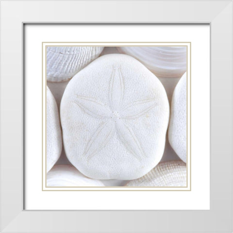 Washington Sea shells and sand dollar White Modern Wood Framed Art Print with Double Matting by Paulson, Don