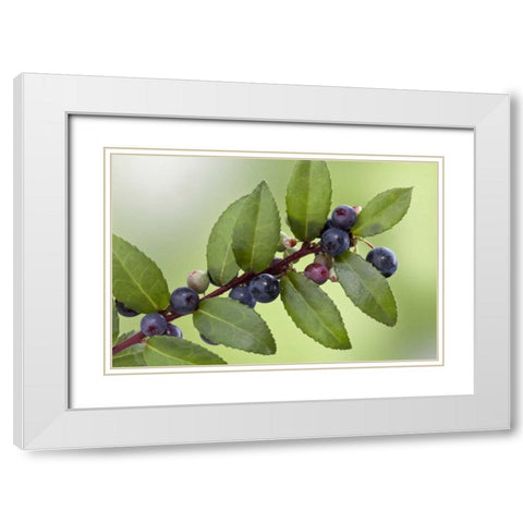 WA, Seabeck Evergreen huckleberry plant White Modern Wood Framed Art Print with Double Matting by Paulson, Don