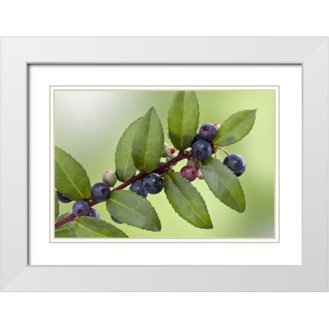 WA, Seabeck Evergreen huckleberry plant White Modern Wood Framed Art Print with Double Matting by Paulson, Don