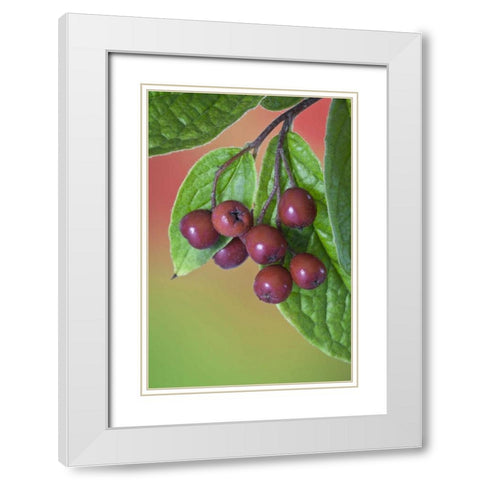 Washington Cotoneaster berries on the vine White Modern Wood Framed Art Print with Double Matting by Paulson, Don