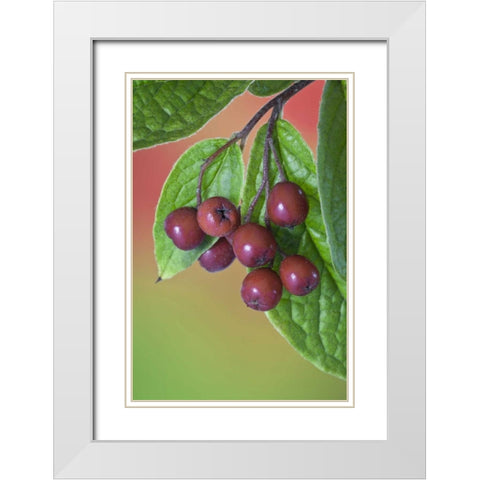 Washington Cotoneaster berries on the vine White Modern Wood Framed Art Print with Double Matting by Paulson, Don