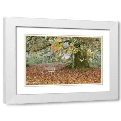 Washington, Quinault MBench under maple tree White Modern Wood Framed Art Print with Double Matting by Paulson, Don