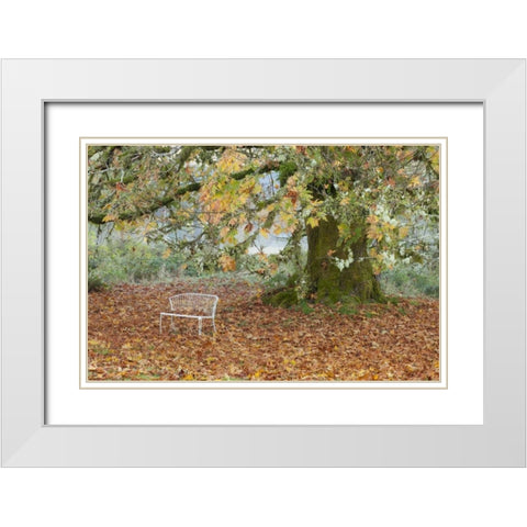 Washington, Quinault MBench under maple tree White Modern Wood Framed Art Print with Double Matting by Paulson, Don