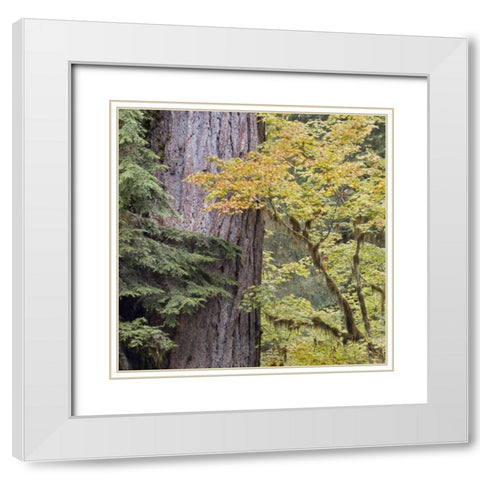 USA, Washington, Quinault Forest scenic White Modern Wood Framed Art Print with Double Matting by Paulson, Don