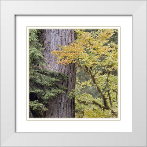 USA, Washington, Quinault Forest scenic White Modern Wood Framed Art Print with Double Matting by Paulson, Don