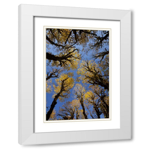 WA, Olympic NP Stand of big leaf maple trees White Modern Wood Framed Art Print with Double Matting by Paulson, Don