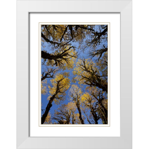 WA, Olympic NP Stand of big leaf maple trees White Modern Wood Framed Art Print with Double Matting by Paulson, Don