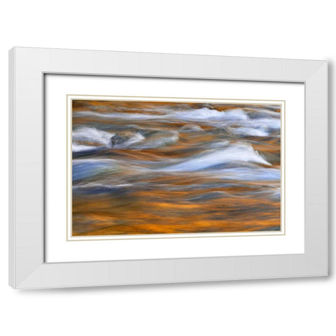 WA, Quinault Autumn reflect in Quinault River White Modern Wood Framed Art Print with Double Matting by Paulson, Don