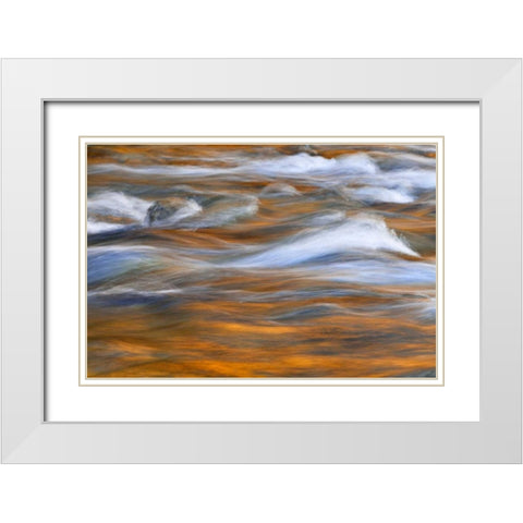 WA, Quinault Autumn reflect in Quinault River White Modern Wood Framed Art Print with Double Matting by Paulson, Don