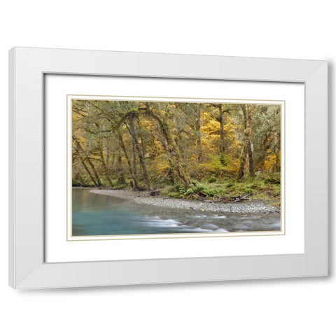 Washington Quinault River in the Olympic NP White Modern Wood Framed Art Print with Double Matting by Paulson, Don