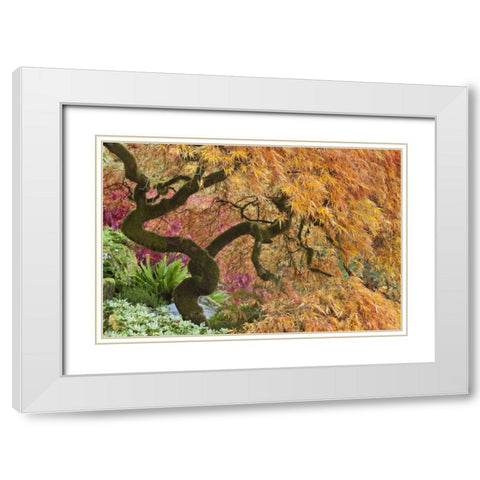 WA, Bainbridge Island Japanese maple tree White Modern Wood Framed Art Print with Double Matting by Paulson, Don