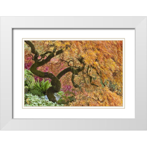 WA, Bainbridge Island Japanese maple tree White Modern Wood Framed Art Print with Double Matting by Paulson, Don