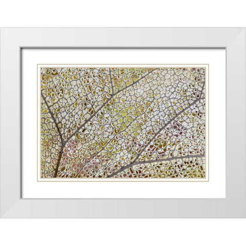 Washington, Olympic NP Skeletonized leaf White Modern Wood Framed Art Print with Double Matting by Paulson, Don