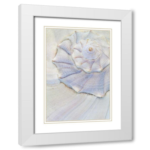USA, Washington Close-up of pastel seashell White Modern Wood Framed Art Print with Double Matting by Paulson, Don