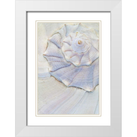 USA, Washington Close-up of pastel seashell White Modern Wood Framed Art Print with Double Matting by Paulson, Don