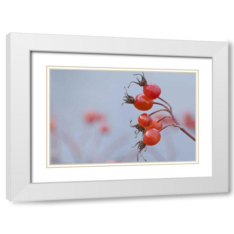 Washington, Seabeck Wild rose hips in winter White Modern Wood Framed Art Print with Double Matting by Paulson, Don