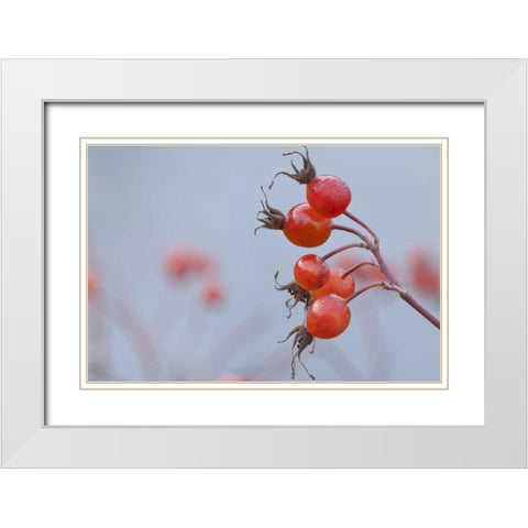 Washington, Seabeck Wild rose hips in winter White Modern Wood Framed Art Print with Double Matting by Paulson, Don