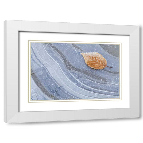 WA, Seabeck Autumn leaf on ice with frost White Modern Wood Framed Art Print with Double Matting by Paulson, Don
