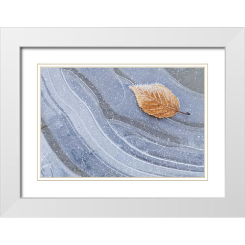 WA, Seabeck Autumn leaf on ice with frost White Modern Wood Framed Art Print with Double Matting by Paulson, Don