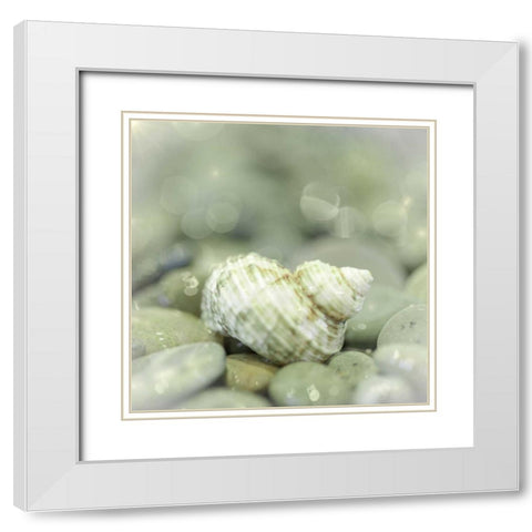 Washington, Seabeck Sea shell and beach rocks White Modern Wood Framed Art Print with Double Matting by Paulson, Don