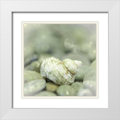 Washington, Seabeck Sea shell and beach rocks White Modern Wood Framed Art Print with Double Matting by Paulson, Don