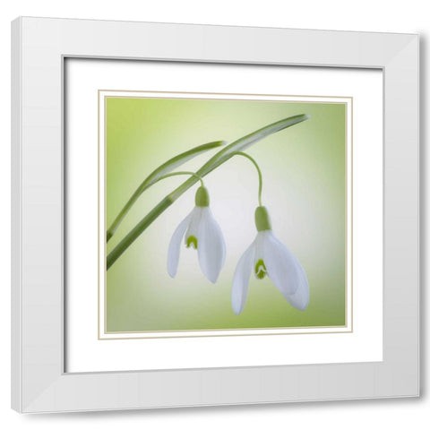 Washington, Seabeck Galanthus snowdrop flower White Modern Wood Framed Art Print with Double Matting by Paulson, Don