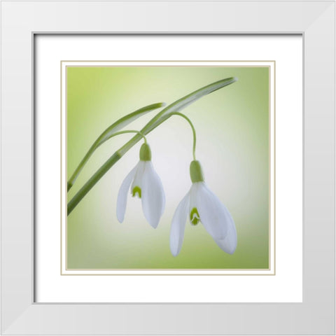 Washington, Seabeck Galanthus snowdrop flower White Modern Wood Framed Art Print with Double Matting by Paulson, Don