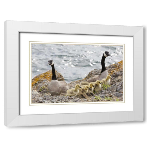 WA, San Juans Canada geese with goslings White Modern Wood Framed Art Print with Double Matting by Paulson, Don