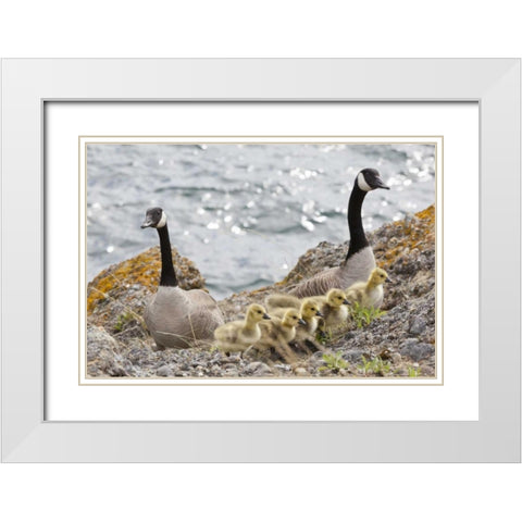 WA, San Juans Canada geese with goslings White Modern Wood Framed Art Print with Double Matting by Paulson, Don