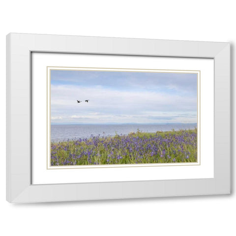 WA, San Juans Camas flowers on Patos Island White Modern Wood Framed Art Print with Double Matting by Paulson, Don