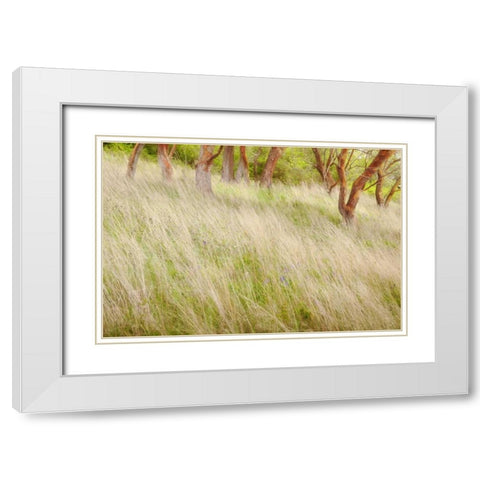 Washington, San Juans Grasses and madrone trees White Modern Wood Framed Art Print with Double Matting by Paulson, Don
