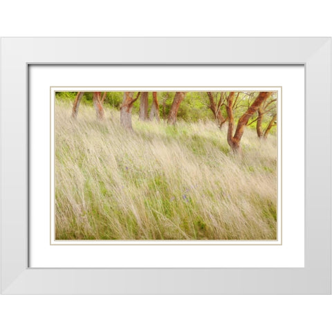 Washington, San Juans Grasses and madrone trees White Modern Wood Framed Art Print with Double Matting by Paulson, Don