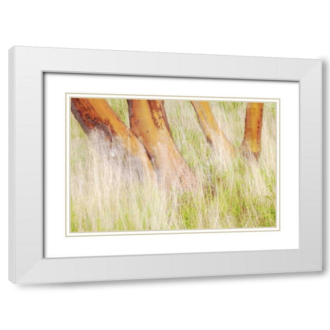 Washington, San Juans Grasses and madrone trees White Modern Wood Framed Art Print with Double Matting by Paulson, Don