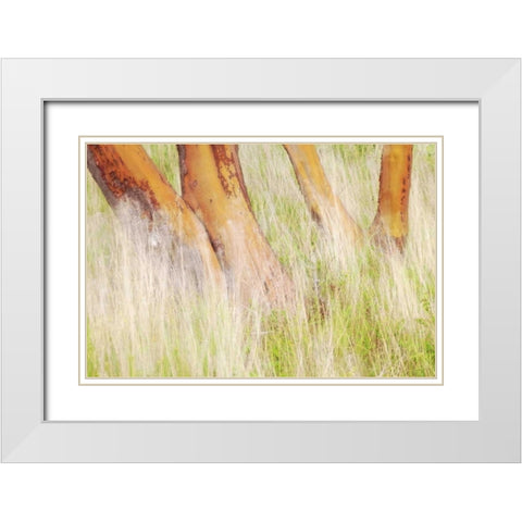Washington, San Juans Grasses and madrone trees White Modern Wood Framed Art Print with Double Matting by Paulson, Don