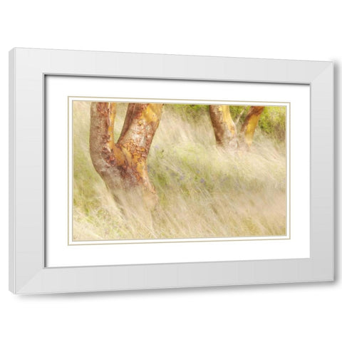 Washington, San Juans Grasses and madrone trees White Modern Wood Framed Art Print with Double Matting by Paulson, Don