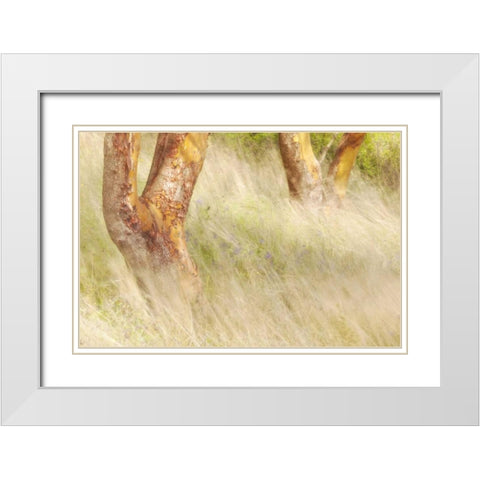 Washington, San Juans Grasses and madrone trees White Modern Wood Framed Art Print with Double Matting by Paulson, Don