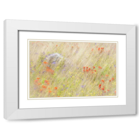 WA, San Juans Field of flowers and grasses White Modern Wood Framed Art Print with Double Matting by Paulson, Don