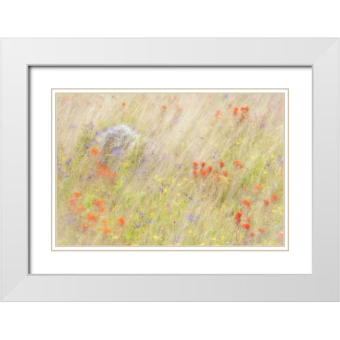 WA, San Juans Field of flowers and grasses White Modern Wood Framed Art Print with Double Matting by Paulson, Don