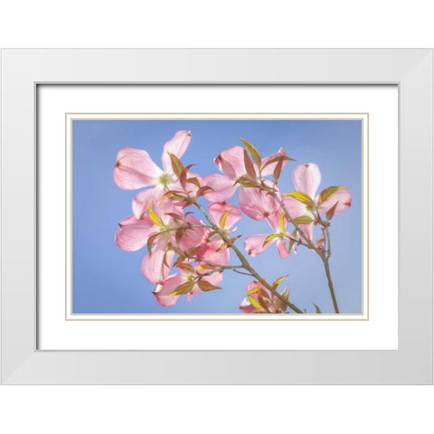 WA, Seabeck Pink dogwood blossoms against sky White Modern Wood Framed Art Print with Double Matting by Paulson, Don
