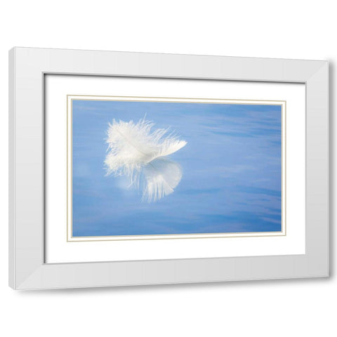 WA, Seabeck White feather reflects on water White Modern Wood Framed Art Print with Double Matting by Paulson, Don