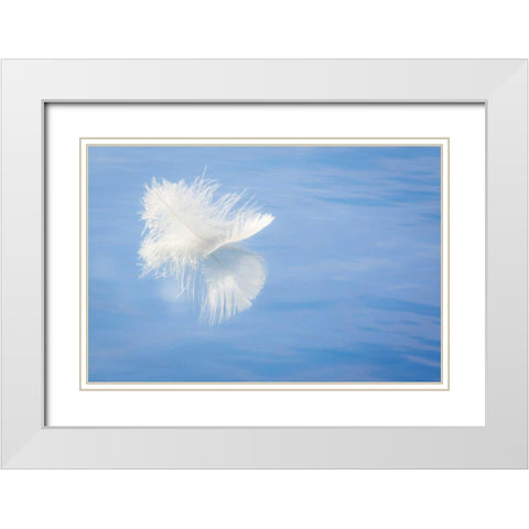 WA, Seabeck White feather reflects on water White Modern Wood Framed Art Print with Double Matting by Paulson, Don