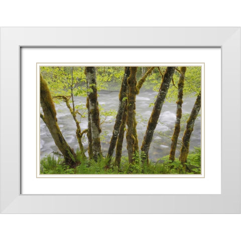 WA, Cascade Mts Beckler River through Maples White Modern Wood Framed Art Print with Double Matting by Paulson, Don