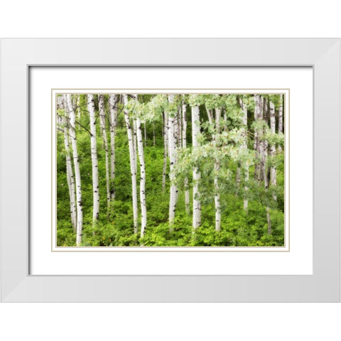 WA, Leavenworth Stand of aspen trees in forest White Modern Wood Framed Art Print with Double Matting by Paulson, Don
