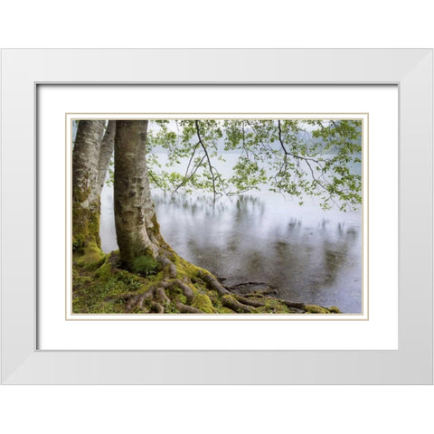 WA, Olympic NP Alders overhanging Lake Crescent White Modern Wood Framed Art Print with Double Matting by Paulson, Don