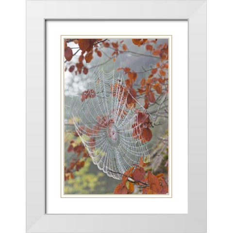 Washington, Seabeck Dew on spider web in tree White Modern Wood Framed Art Print with Double Matting by Paulson, Don