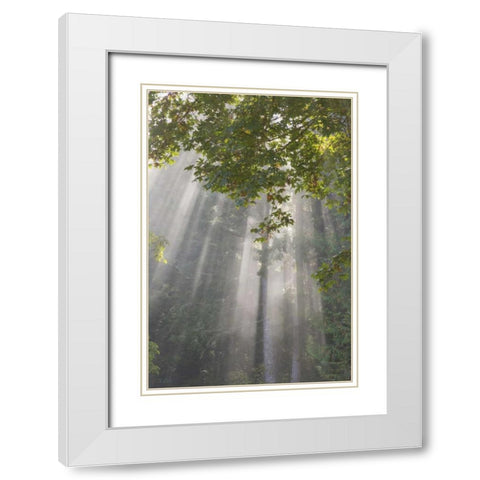 WA, Seabeck Morning sun through foggy trees White Modern Wood Framed Art Print with Double Matting by Paulson, Don