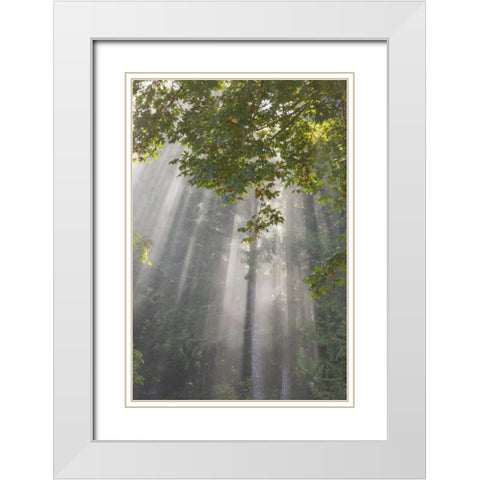 WA, Seabeck Morning sun through foggy trees White Modern Wood Framed Art Print with Double Matting by Paulson, Don