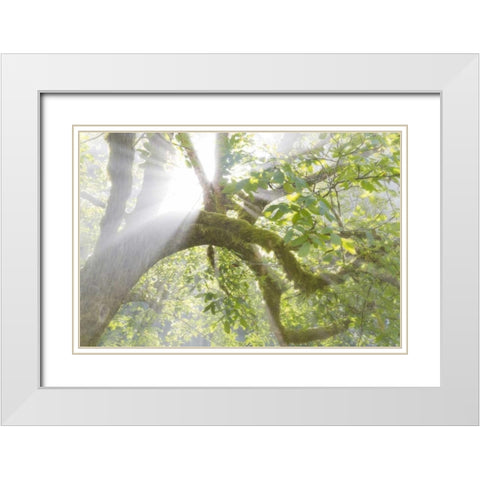 WA, Seabeck Morning sun through foggy trees White Modern Wood Framed Art Print with Double Matting by Paulson, Don
