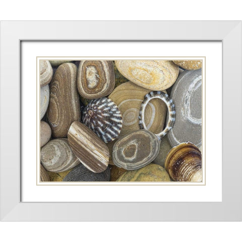 Washington, Seabeck Beach stones and shells White Modern Wood Framed Art Print with Double Matting by Paulson, Don